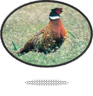 fasanhane